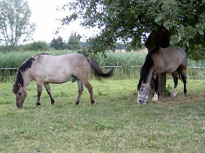 Rozmiar: 47079 bajtów