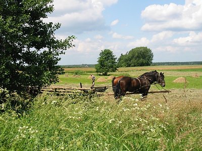 Rozmiar: 48962 bajtów