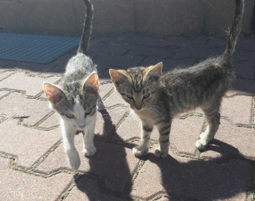 - 31_08_2016_kotek1.jpg