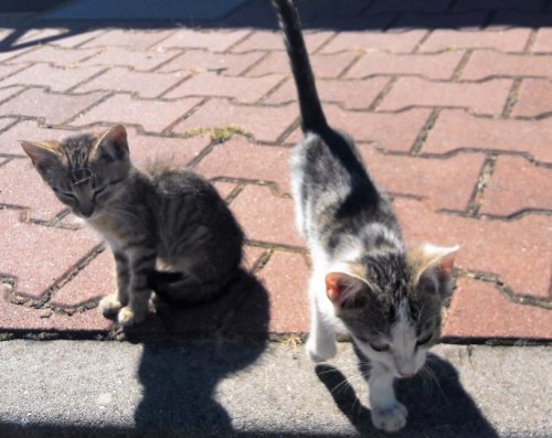 - 31_08_2016_kotek2.jpg