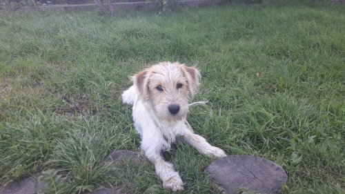 - 31_08_2016_piesek1.jpg