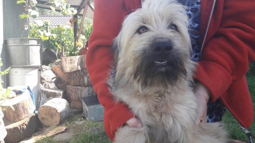 - 31_08_2016_piesek2.jpg