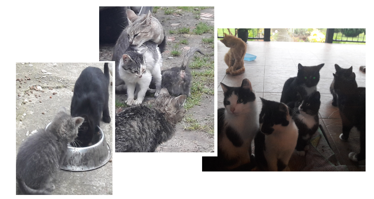 - kotki_03_10_2017_.png