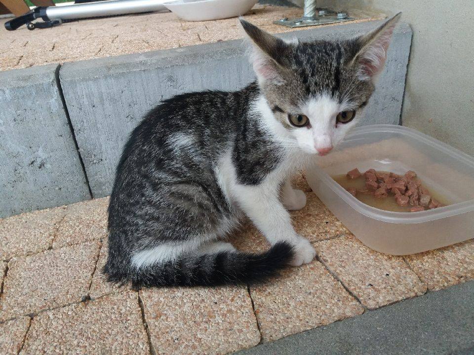 - kotki_08_08_2019_1.jpg