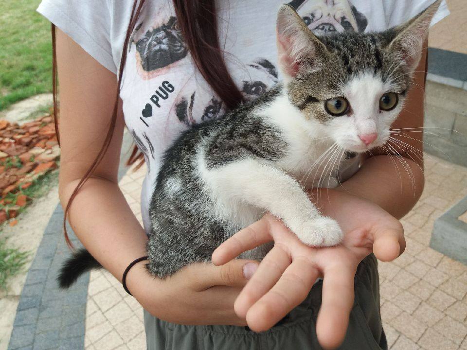 - kotki_08_08_2019_2.jpg