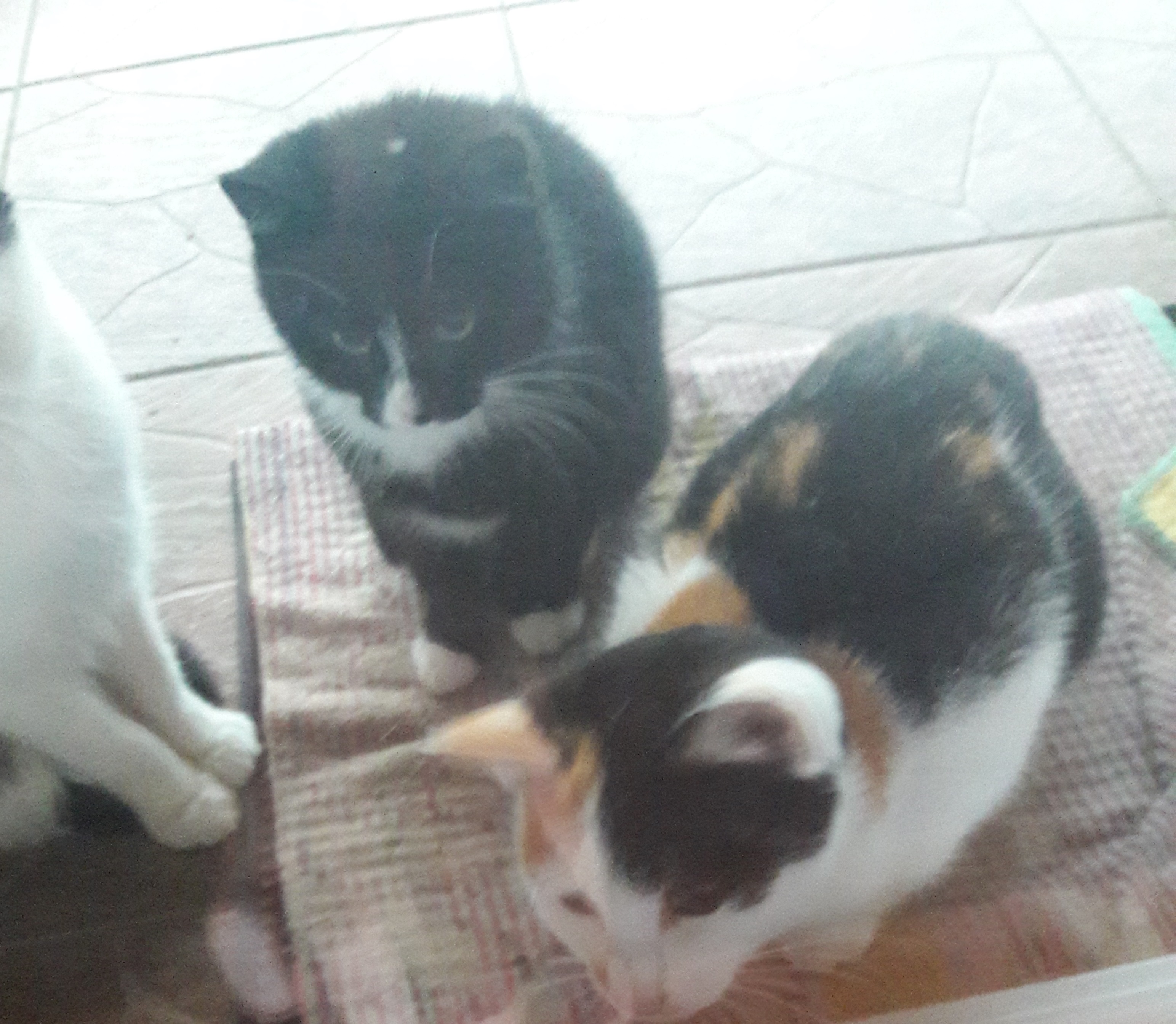 - kotki_11_2017__4_.jpg