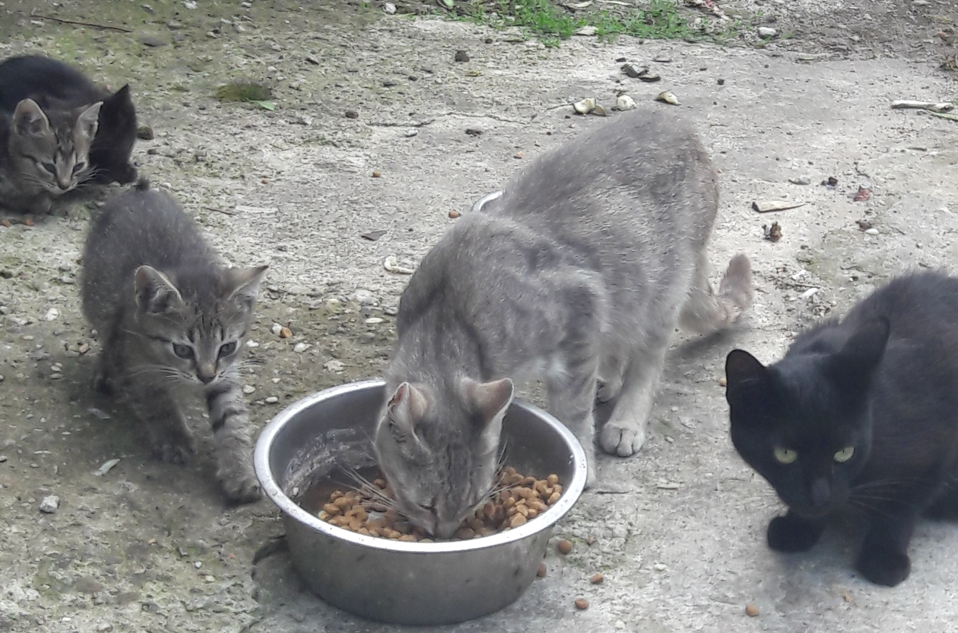 - kotki_2018_07_16__1_.jpg