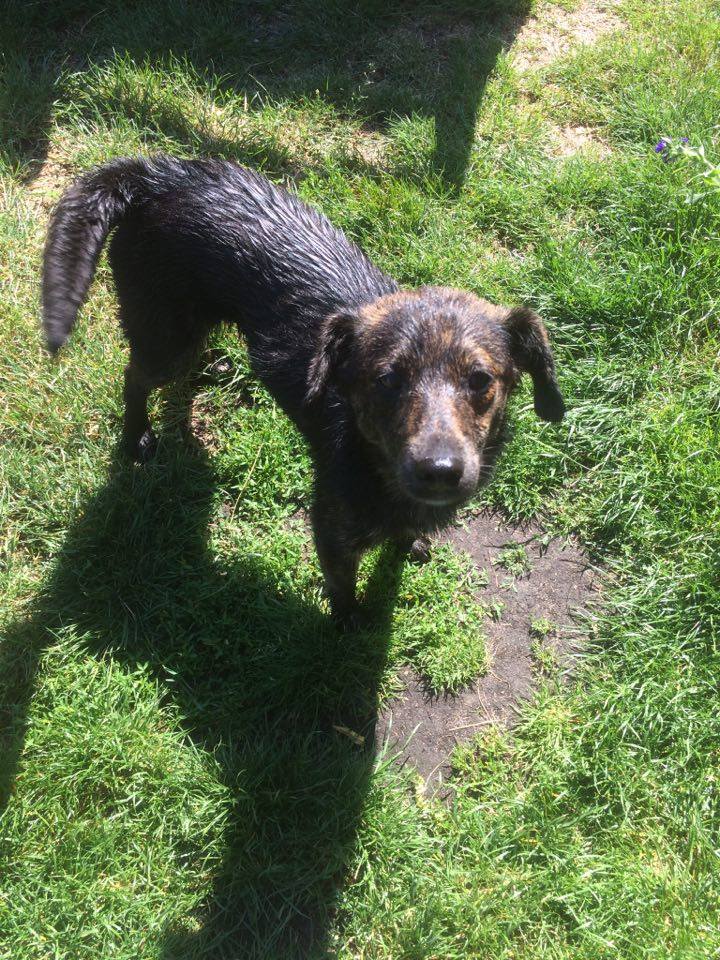 - pies_19_06_2017_2.jpg