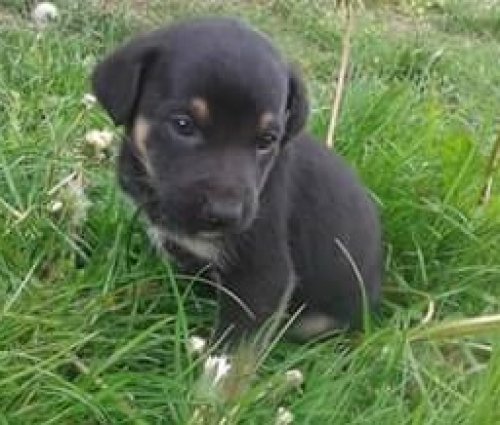 - piesek_02_06_2016.jpg