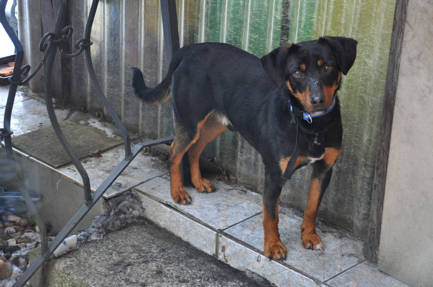 - skotniki_30_01_17__2_.jpg